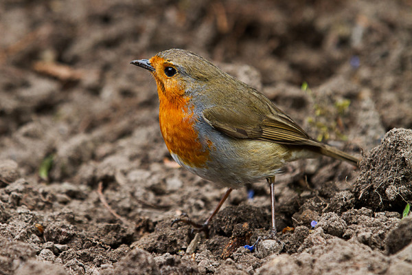 Robin at Bidulph