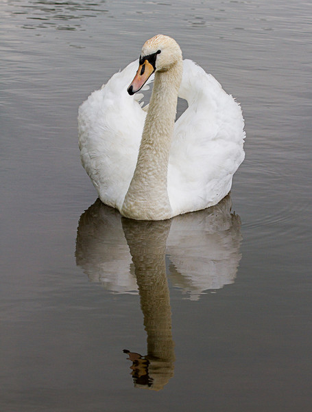 Swan at Kedleston
