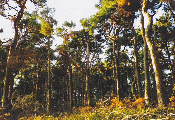 Broad Lane, Nr. Hodthorpe