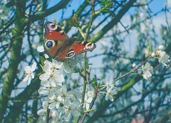 Peacock Butterfly